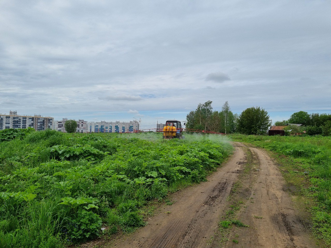 Около 150 га земель обработано в Псковском МО от борщевика Сосновского.